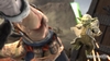 Yoda